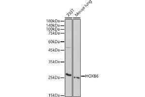 Western blot analysis of extracts of various cell lines, using HOXB6 antibody (ABIN7267770) at 1:1000 dilution. (HOXB6 抗体  (AA 30-110))