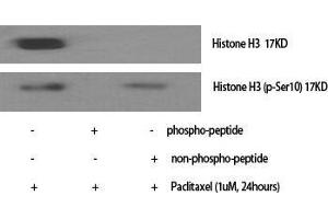 Western Blot (WB) analysis of specific cells using Phospho-Histone H3 (S10) Polyclonal Antibody. (Histone 3 抗体  (pSer10))