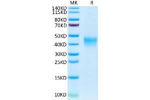 Human TSLPR on Tris-Bis PAGE under reduced condition. (CRLF2 Protein (AA 25-231) (His tag))