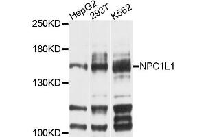 Western blot analysis of extracts of various cell lines, using NPC1L1 antibody (ABIN4904563) at 1:1000 dilution. (NPC1L1 抗体)
