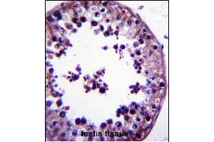 TSNAX Antibody (N-term) (ABIN657868 and ABIN2846824) immunohistochemistry analysis in formalin fixed and paraffin embedded human testis tissue followed by peroxidase conjugation of the secondary antibody and DAB staining. (TSNAX 抗体  (N-Term))