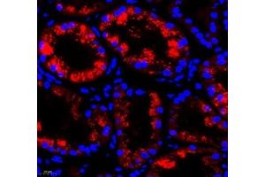 Immunofluorescence of paraffin embedded human kidney using Aminome (ABIN7073036) at dilution of 1: 500 (400x lens) (Aminomethyltransferase 抗体)