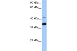 Western Blotting (WB) image for anti-Guanine Nucleotide Binding Protein (G Protein), beta Polypeptide 2 (GNB2) antibody (ABIN2463165) (GNB2 抗体)
