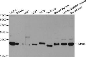Western blot analysis of extracts of various cell lines, using PSMB4 antibody. (PSMB4 抗体)