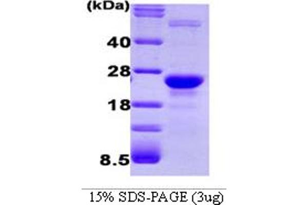 GLO1 Protein (AA 1-184)