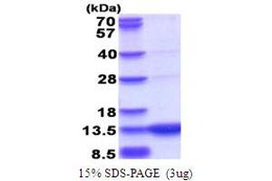 GTP Cyclohydrolase I Feedback Regulator (GCHFR) (AA 1-84) protein (His tag)