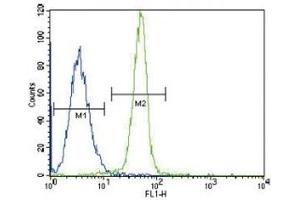 Leptin Receptor antibody flow cytometric analysis of K562 cells (green) compared to a negative control (blue). (Leptin Receptor 抗体  (AA 23-52))