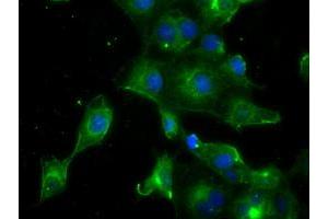 Anti-PRL mouse monoclonal antibody (ABIN2453520) immunofluorescent staining of COS7 cells transiently transfected by pCMV6-ENTRY PRL (RC205627). (Prolactin 抗体)