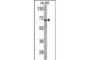 Western blot analysis of USP2 Antibody (N-term) (ABIN388877 and ABIN2839170) in HL60 cell line lysates (35 μg/lane). (USP2 抗体  (N-Term))