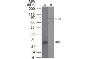 Image no. 1 for anti-Interleukin-27 subunit beta (IL-27b) antibody (ABIN959967) (EBI3 抗体)