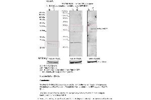 Sample Type: 1. (RAB1A 抗体  (Middle Region))