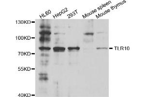 Western blot analysis of extracts of various cell lines, using TLR10 antibody (ABIN5973463) at 1/1000 dilution. (TLR10 抗体)