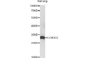 Western blot analysis of extracts of rat lung, using ELMOD2 antibody (ABIN6293198) at 1:3000 dilution. (ELMOD2 抗体)