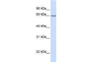 WB Suggested Anti-GALNAC4S-6ST Antibody Titration:  0.