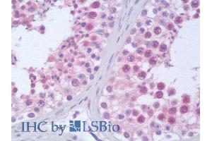 ABIN185045 (10µg/ml) staining of paraffin embedded Human Testis. (Importin 9 抗体  (C-Term))