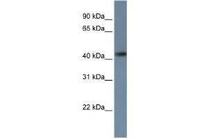 Western Blotting (WB) image for anti-Zinc Finger Protein 669 (ZNF669) antibody (ABIN2458423) (ZNF669 抗体)
