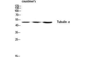Western Blot (WB) analysis of customer's lysis using Tubulin alpha antibody. (alpha Tubulin 抗体  (C-Term))