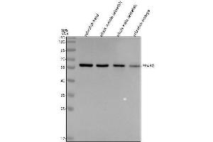 Western blot analysis of PPAR Gamma/PPARG using anti-PPAR Gamma/PPARG antibody (AZA6XMH6).