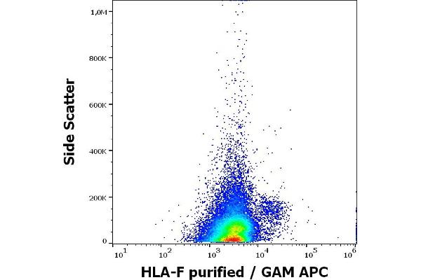 HLA-F 抗体