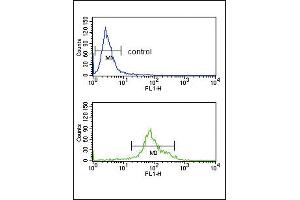 HSD17B3 Antibody (Center) (ABIN653468 and ABIN2842893) flow cytometry analysis of K562 cells (bottom histogram) compared to a negative control cell (top histogram). (HSD17B3 抗体  (AA 89-118))