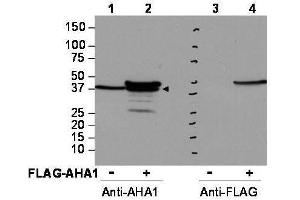 Western blot using  affinity purified anti-AHA1 antibody shows detection of AHA1 in Cos7 cells.