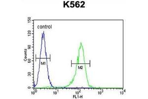 AHCY Antibody (N-term) flow cytometric analysis of K562 cells (right histogram) compared to a negative control cell (left histogram).