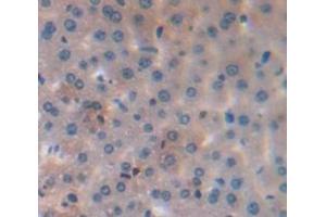 IHC-P analysis of Mouse Tissue, with DAB staining. (Caspase 8 抗体  (AA 1-218))