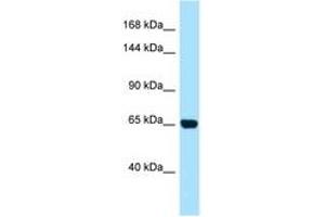 Image no. 1 for anti-Partner and Localizer of BRCA2 (PALB2) (AA 677-726) antibody (ABIN6748465) (PALB2 抗体  (AA 677-726))