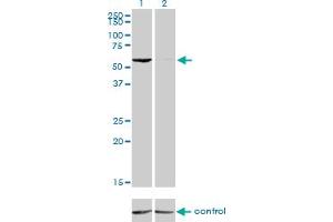 Western Blotting (WB) image for anti-General Transcription Factor IIH, Polypeptide 1, 62kDa (GTF2H1) (AA 1-549) antibody (ABIN598717) (GTF2H1 抗体  (AA 1-549))