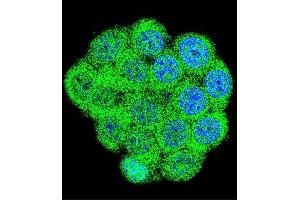 Confocal immunofluorescent analysis of GAL Antibody (Center) (ABIN655055 and ABIN2844684) with 293 cell followed by Alexa Fluor 488-conjugated goat anti-rabbit lgG (green). (GAL 抗体  (AA 48-79))