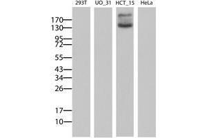 Image no. 2 for anti-ATP-Binding Cassette, Sub-Family B (MDR/TAP), Member 1 (ABCB1) (AA 347-710) antibody (ABIN1491437) (ABCB1 抗体  (AA 347-710))