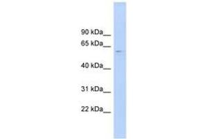 Image no. 1 for anti-CDC-Like Kinase 4 (CLK4) (AA 107-156) antibody (ABIN6744485) (CLK4 抗体  (AA 107-156))