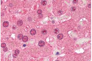Image no. 1 for anti-Sirtuin 1 (SIRT1) (AA 207-256) antibody (ABIN214144)