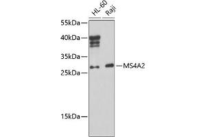 Western blot analysis of extracts of various cell lines, using MS4 Antibody (ABIN6134756, ABIN6144054, ABIN6144055 and ABIN6224638) at 1:1000 dilution. (MS4A2 抗体  (AA 1-100))