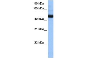 PIGK antibody used at 0. (IgK 抗体  (N-Term))