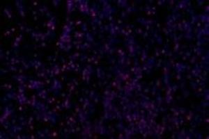 Immunofluorescent analysis of paraformaldehyde-fixed mouse fetal rat using GDF6 (ABIN7074132) at dilution of 1: 650 (GDF6 抗体)