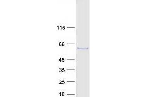 Western Blotting (WB) image for beta 1,3-Galactosyltransferase-Like (B3GALTL) protein (Myc-DYKDDDDK Tag) (ABIN2715119)