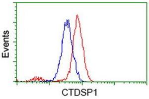 Image no. 2 for anti-CTD (Carboxy-terminal Domain, RNA Polymerase II, Polypeptide A) Small Phosphatase 1 (CTDSP1) antibody (ABIN1497676) (CTDSP1 抗体)