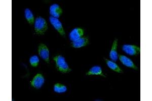IF analysis of GRPEL1 using anti-GRPEL1 antibody (ABIN7602643). (GRPEL1 抗体  (AA 90-217))