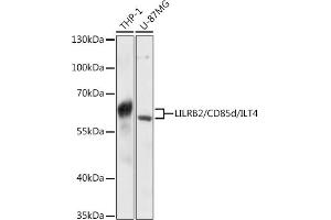 Western blot analysis of extracts of various cell lines, using LILRB2/CD85d/ILT4 antibody (ABIN6131862, ABIN6143218, ABIN6143220 and ABIN6215744) at 1:3000 dilution. (LILRB2 抗体  (AA 479-598))