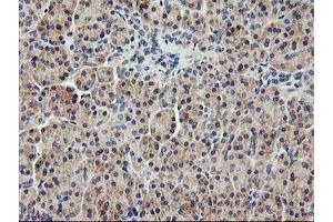 Image no. 11 for anti-Ubiquitin Specific Peptidase 10 (USP10) antibody (ABIN1501687)