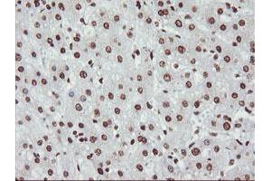 Image no. 2 for anti-Non-POU Domain Containing, Octamer-Binding (NONO) (AA 184-385) antibody (ABIN1491072) (NONO 抗体  (AA 184-385))