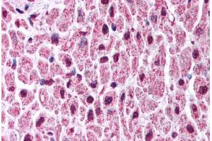 Immunohistochemistry (Paraffin-embedded Sections) (IHC (p)) image for anti-Potassium Voltage-Gated Channel, Shaker-Related Subfamily, Member 7 (KCNA7) (C-Term) antibody (ABIN6736402)