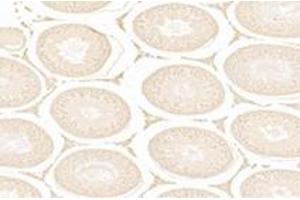 Immunohistochemistry analysis of paraffin-embedded rat testis using,WDR37 (ABIN7076217) at dilution of 1: 3000 (WDR37 抗体)
