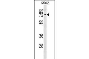 Western blot analysis in K562 cell line lysates (35ug/lane). (Cyclin K 抗体  (N-Term))