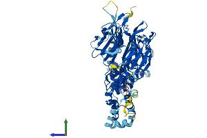 Protein Structure (PS) image for Gigaxonin (GAN) (AA 1-597) protein (His tag) (ABIN7559212)