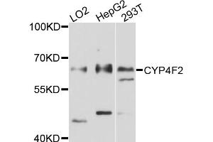 Western blot analysis of extracts of various cell lines, using CYP4F2 antibody (ABIN6003826) at 1/1000 dilution. (CYP4F2 抗体)