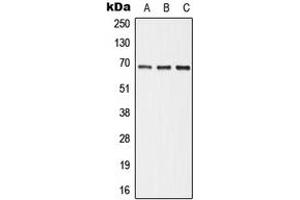 Western blot analysis of ALPI expression in HepG2 (A), Raw264. (Intestinal Alkaline Phosphatase 抗体  (Center))