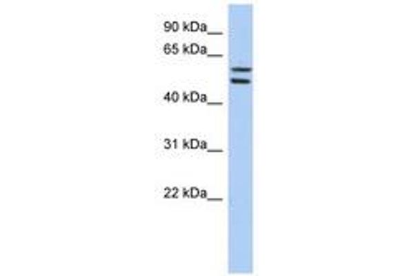 ZNF513 Antikörper  (AA 467-516)