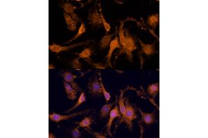 Immunofluorescence (IF) image for anti-Amphiregulin (AREG) (AA 20-252) antibody (ABIN6137065)